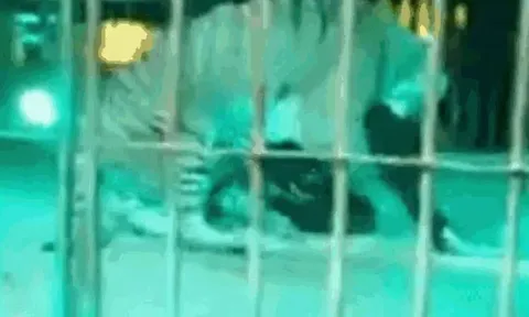 CLIP: HLV xiếc bị hổ vồ giữa sân khấu và cái kết 'thót tim'