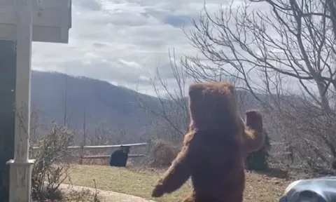 CLIP: Người đàn ông đóng giả gấu để dọa gấu đen rồi nhận lại cái kết không ai ngờ tới