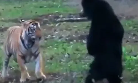 CLIP: Đụng độ gấu, hổ có màn ứng xử đáng xấu hổ