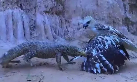 CLIP: Đi săn kỳ đà, đại bàng từ kẻ đi săn biến thành con mồi 