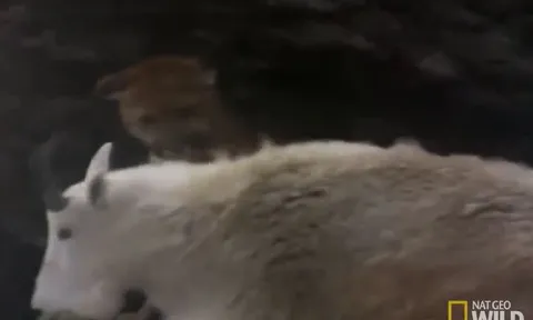 CLIP: Báo sư tử chọn nhầm con mồi, bị dê núi tấn công dữ dội phải bỏ chạy