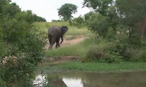 CLIP: Voi bất ngờ hóa 'người hùng', giải cứu báo hoa mai khỏi nanh vuốt của linh cẩu