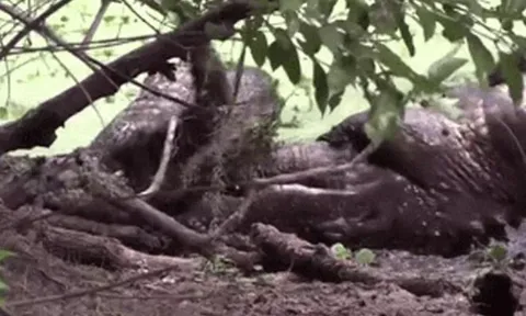 CLIP: Cá sấu Bắc Mỹ tung 'cú xoáy tử thần' kinh hoàng, nghiền nát đối thủ trong cuộc tử chiến đồng loại