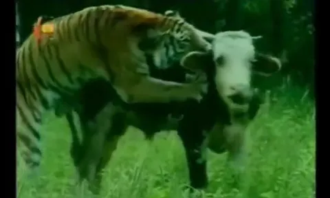 CLIP: Hổ vằn tung đòn chớp nhoáng, hạ gục bò sữa trong tích tắc