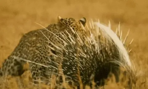 CLIP: Xù lông phản đòn, nhím gai khiến báo hoa mai thất bại ê chề