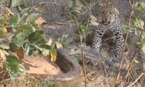 CLIP: Báo hoa mai tung cú cắn nhanh như chớp, đoạt mạng trăn 'khủng'