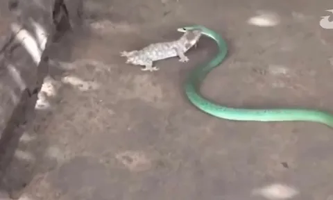 CLIP: Tắc kè cụt đuôi tung đòn tử chiến khiến rắn độc "tắt điện" trong chốc lát