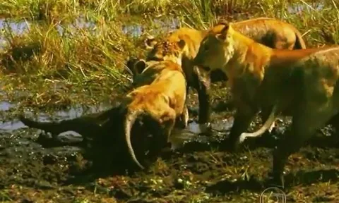 CLIP: Trâu rừng con 'siêu may mắn', liên tục bị sư tử cắn cổ nhưng vẫn thoát chết thần kỳ