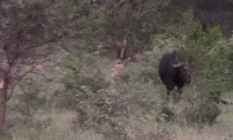 CLIP: Một mình đối đầu cả bầy sư tử, trâu mẹ dũng cảm bảo vệ con non đến cùng