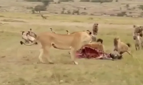 CLIP: Sư tử đực lao vào “giải cứu mỹ nhân”, đàn linh cẩu tháo chạy tán loạn