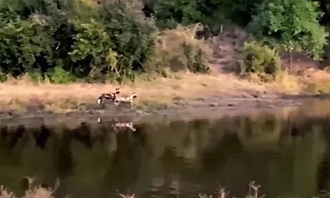 CLIP: Màn rượt đuổi nghẹt thở giữa chó hoang và linh dương
