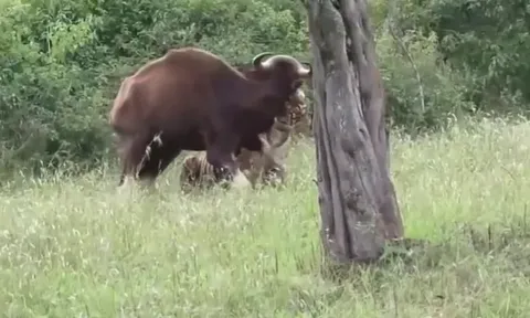 CLIP: Khoảnh khắc "chúa sơn lâm" hạ gục bò tót trong tích tắc