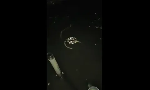 CLIP: Màn tấn công gây sốc, rắn cạp nia tung đòn xoáy khiến con mồi "choáng váng" dưới nước