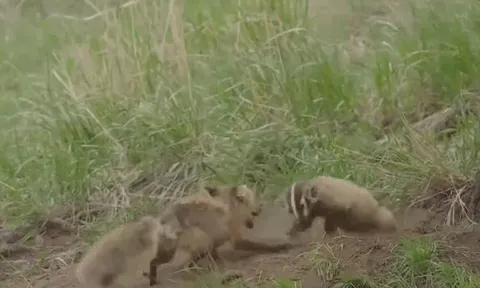 CLIP: Cáo mẹ dũng cảm chiến đấu với lửng mật để bảo vệ con và cái kết đau đớn