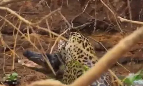 CLIP: Báo đốm phi thân xuống nước, tóm gọn cá sấu caiman trong tích tắc