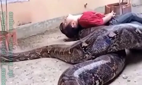 CLIP: Bị trăn 'khủng' tiếp cận, bé gái không hề sợ hãi mà thản nhiên vui đùa