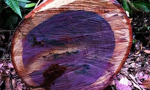 5 loại gỗ quý hiếm và đắt nhất thế giới: Việt Nam sỡ hữu một loại có chất lượng số 1 thế giới, giá hơn 2 tỷ đồng/kg
