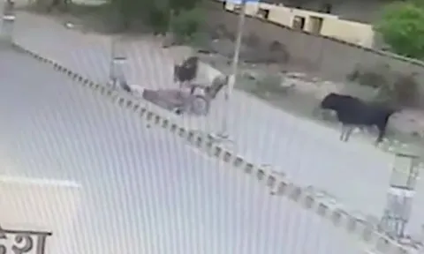 CLIP: Đang di chuyển bằng xe máy trên đường, người đàn ông bị bò lao ra húc ngã và cái kết 