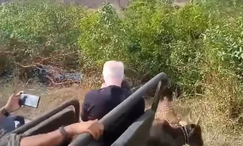 CLIP: Du khách kinh hãi khi chứng kiến cảnh hổ lao ra từ bụi rậm vồ bò ngay trước mũi xe Jeep