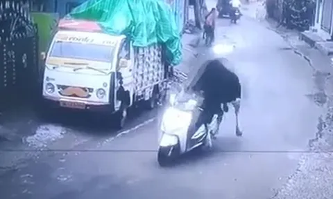 CLIP: Phì cười trước khoảnh khắc bò đực điều khiển xe máy, chạy như bay trên đường phố