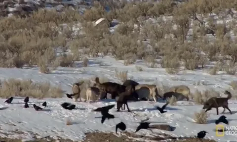 CLIP: Nai sừng tấm "tung chiêu" khiến đàn sói xám đứng hình