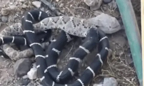 CLIP: Rắn Vua tung đòn hiểm, hạ gục “ông trùm” nọc độc chỉ trong tích tắc