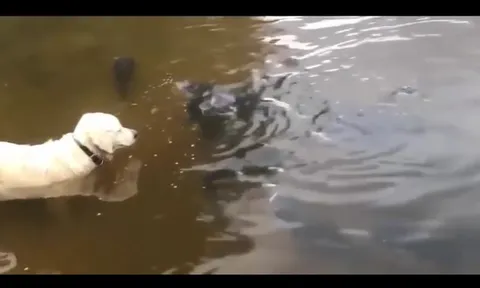 CLIP: Màn săn mồi ngoạn mục rồi hụt hẫng, chú chó Labrador suýt tóm gọn cá trê "khủng"