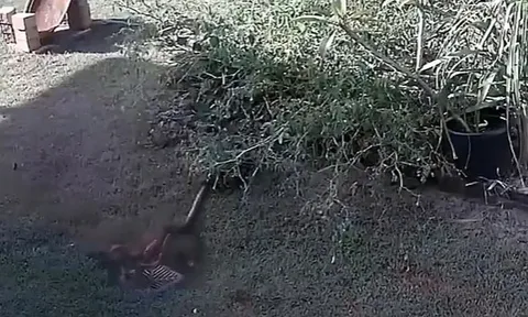 CLIP: Trăn dữ phục kích trong bụi rậm, bất ngờ lao ra siết chặt chó nhà