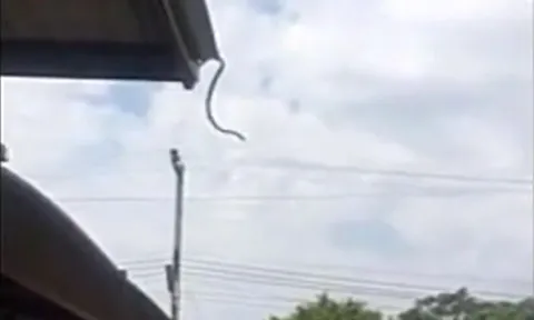 CLIP: Rắn bất ngờ phi thân từ nóc nhà xuống đất khiến người xem kinh ngạc