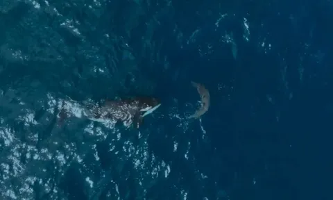 CLIP: Cá voi sát thủ ra đòn chớp nhoáng, hạ gục cá mập trắng khổng lồ