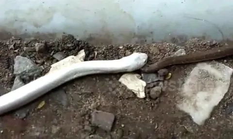 CLIP: Rợn người khoảnh khắc rắn bạch tạng tấn công, nuốt chửng đồng loại