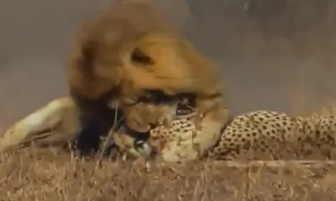 CLIP: Một phút lơ là, báo săn bị sư tử kết liễu trong chớp mắt