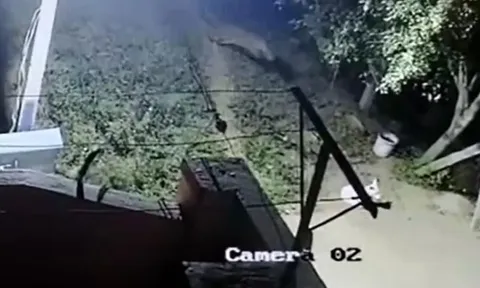 CLIP: Nửa đêm lẻn vào sân 'tập kích' bất ngờ chó nhà, báo hoa mai nhận ngay cái kết 'muối mặt'