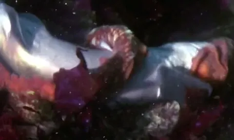CLIP: Bạch tuộc khổng lồ Thái Bình Dương hạ gục cá mập trong tích tắc