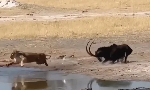 CLIP: Linh dương phản công bất ngờ, khiến sư tử hoảng sợ bỏ chạy xuống nước