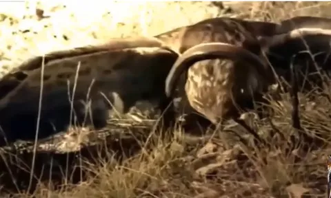 CLIP: "Sát thủ bầu trời" tung đòn quyết định, rắn độc gục ngã trong tích tắc