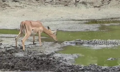 CLIP: Cá sấu tung đòn tử thần, hạ gục linh dương trong tích tắc