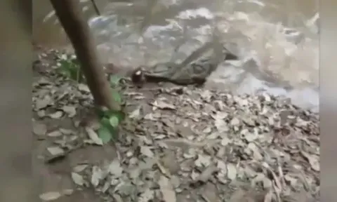 CLIP: Cá sấu bị lươn điện “phản đòn”, nằm co giật giữa sông