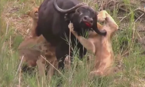 CLIP: Trâu rừng húc xuyên nách sư tử, nhưng vẫn nhận kết cục bi thương