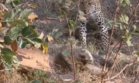 CLIP: Báo đốm tung đòn hiểm hạ gục trăn khổng lồ trong chớp mắt