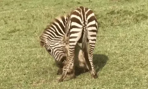 CLIP: Bị linh cẩu cắn xé, ngựa vằn quay lại cắn ngược kẻ đi săn rồi chạy thoát thân