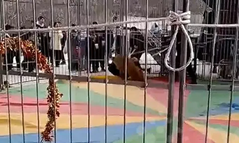 CLIP: Sư tử tấn công nhân viên trong buổi biểu diễn xiếc, khán giả hoảng loạn la hét