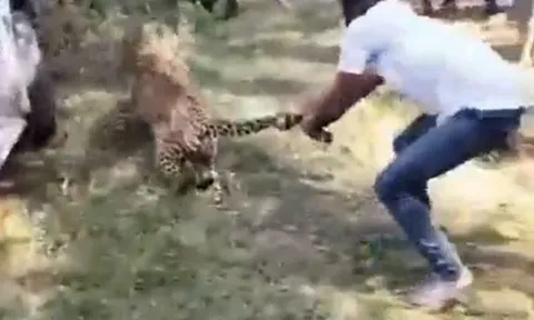 CLIP: Người đàn ông liều mạng dùng tay không bắt báo hoa mai và cái kết 