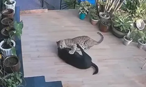 CLIP: Giữa ban ngày, báo hoa mai lẻn vào nhà dân tấn công chó và cái kết 'nghẹt thở'