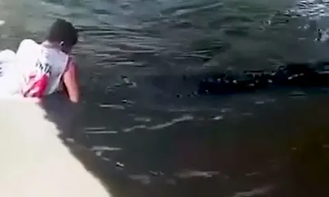 CLIP: Liều lĩnh chụp ảnh với cá sấu, nam du khách bị tấn công và phải khâu hơn 50 mũi