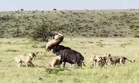CLIP: Trâu rừng tung cú móc sườn, hất sư tử lên không trung giữa cuộc chiến sinh tồn