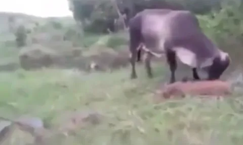 CLIP: Bò mẹ liều mình quyết chiến trăn khổng lồ để giành lại bê con