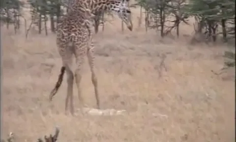 CLIP: Hươu cao cổ nổi điên báo thù, giết chết sư tử sau khi mất con