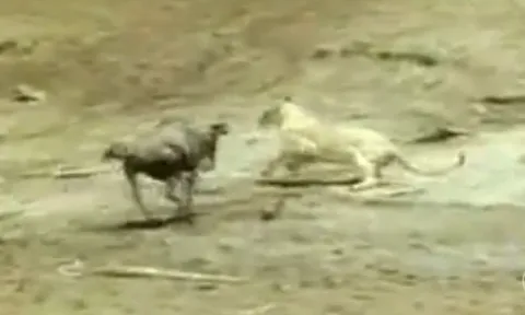 CLIP: Sư tử "giả vờ đầu hàng", linh dương đầu bò trả giá bằng mạng sống