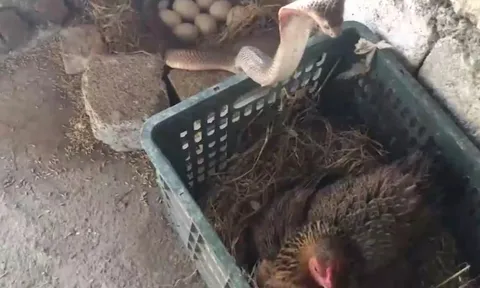 CLIP: Gà mẹ tung đòn hiểm, hạ gục rắn hổ mang tơi bời trong cuộc chiến sinh tử